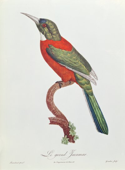 Großer Jacamar, graviert von Gromillier von Jacques Barraband